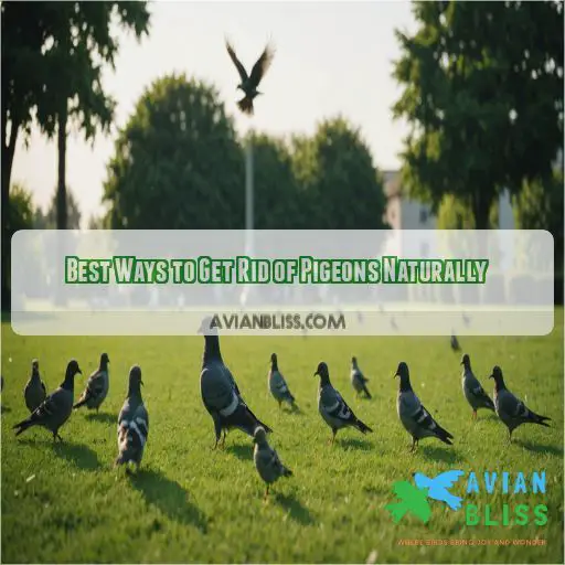 Best Ways to Get Rid of Pigeons Naturally