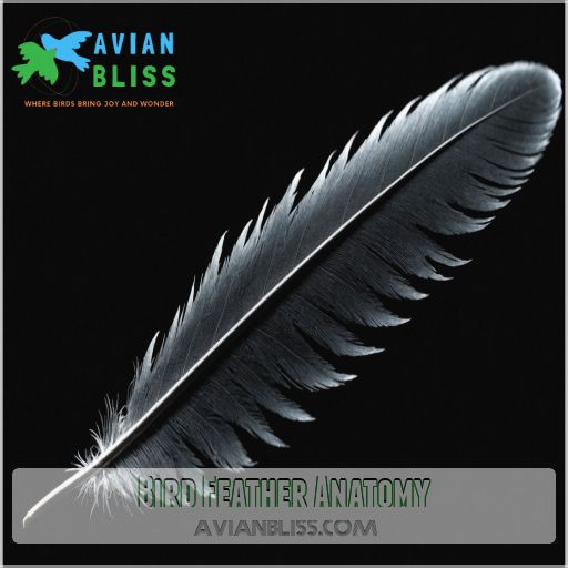 Bird Feather Anatomy