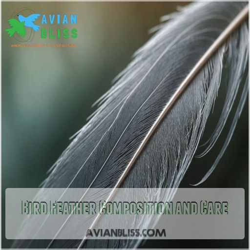 Bird Feather Composition and Care