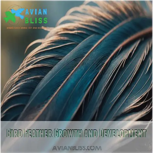 Bird Feather Growth and Development