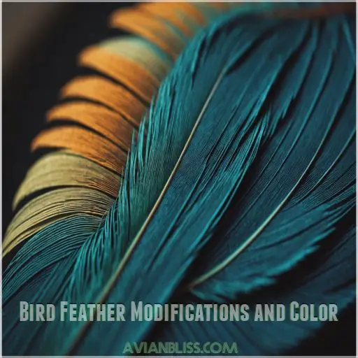 Bird Feather Modifications and Color