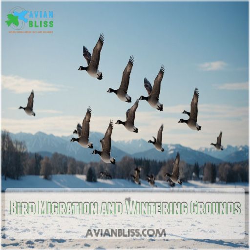 Bird Migration and Wintering Grounds