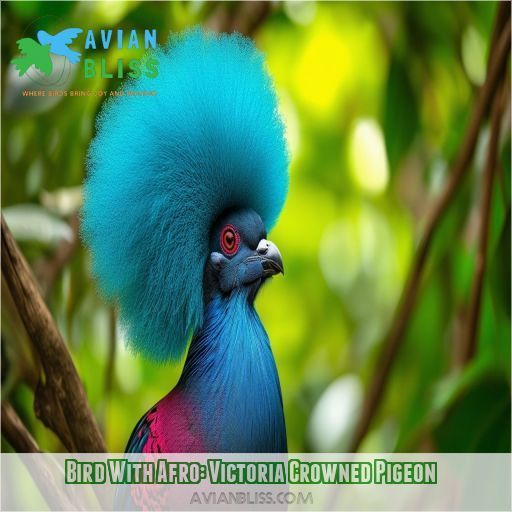 Bird With Afro: Victoria Crowned Pigeon