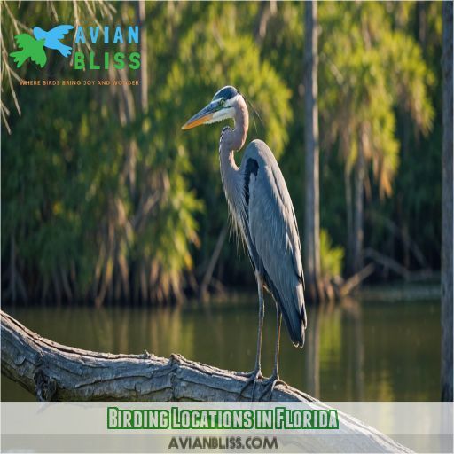 Birding Locations in Florida