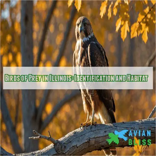 Birds of Prey in Illinois: Identification and Habitat