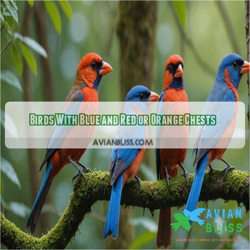 Birds With Blue and Red or Orange Chests