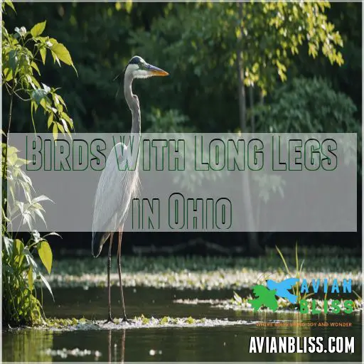 Birds With Long Legs in Ohio