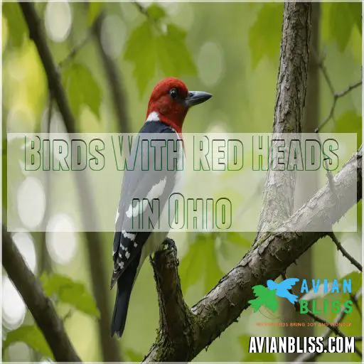 Birds With Red Heads in Ohio