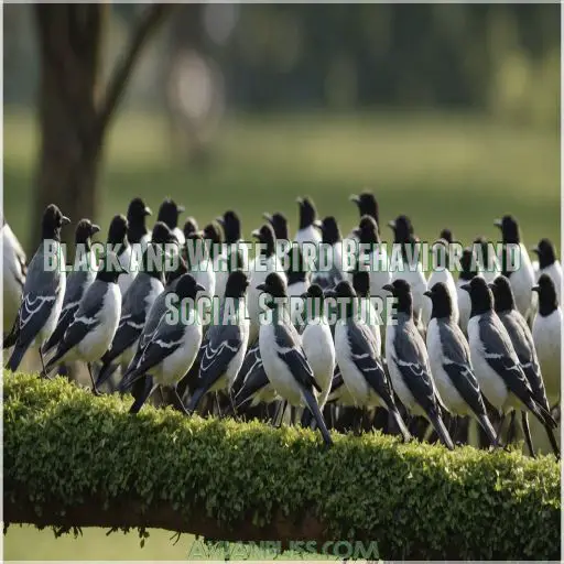 Black and White Bird Behavior and Social Structure