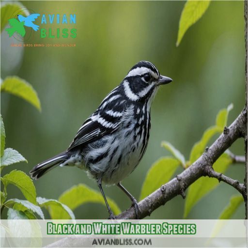 Black and White Warbler Species