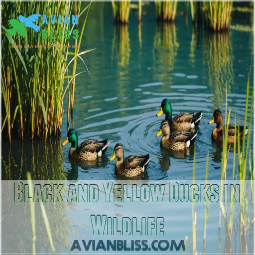 Black and Yellow Ducks in Wildlife