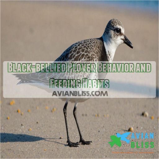 Black-bellied Plover Behavior and Feeding Habits