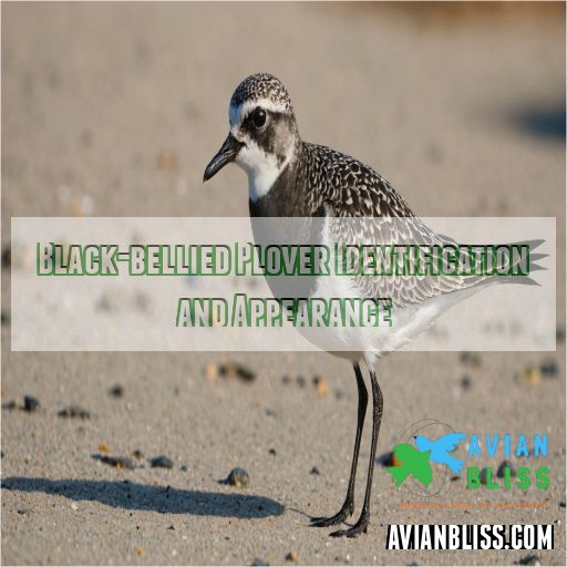 Black-bellied Plover Identification and Appearance