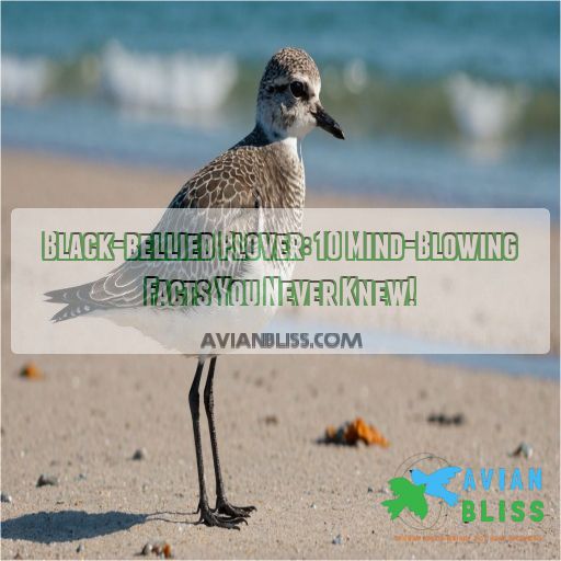 Black-bellied Plover: 10 Mind-Blowing Facts You Never Knew!