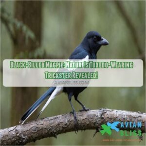 black billed magpie