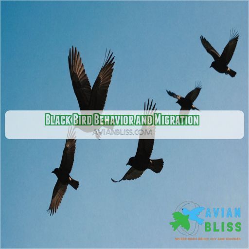 Black Bird Behavior and Migration