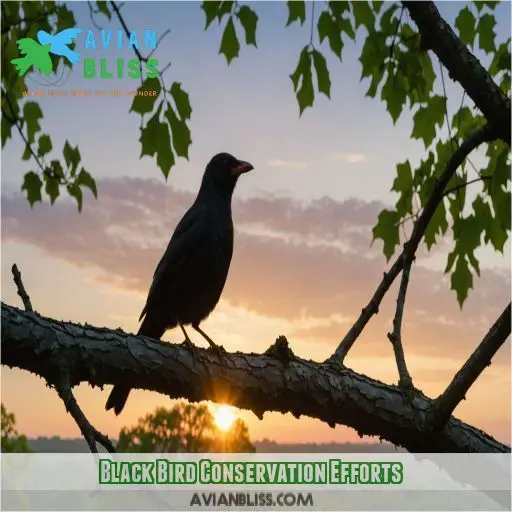 Black Bird Conservation Efforts