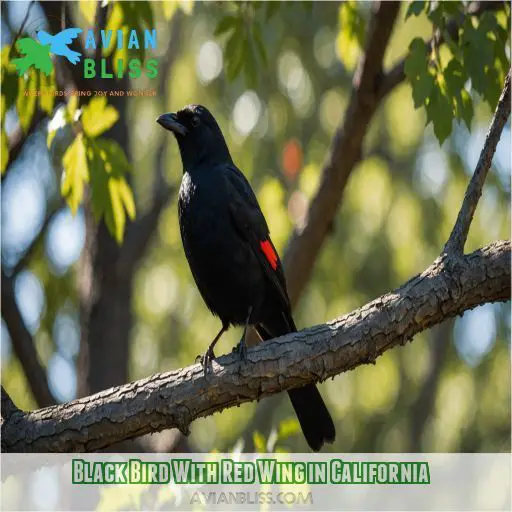 Black Bird With Red Wing in California