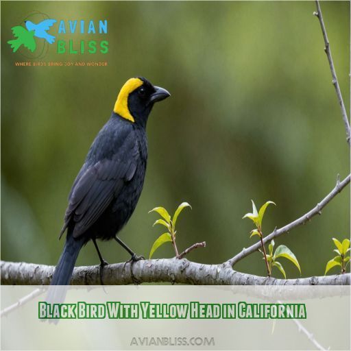 Black Bird With Yellow Head in California