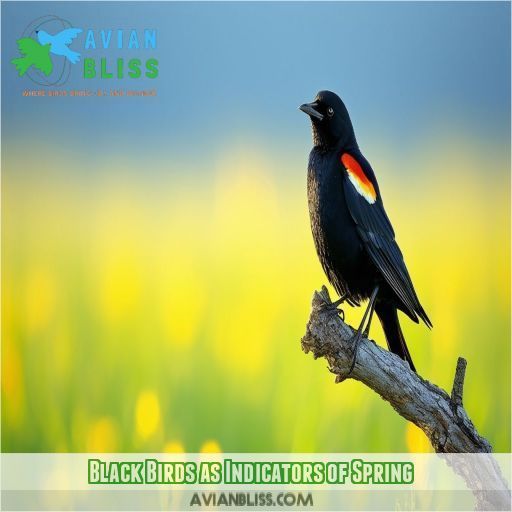 Black Birds as Indicators of Spring