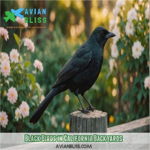 Black Birds in California Backyards