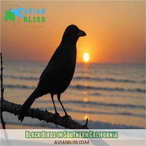 Black Birds in Southern California