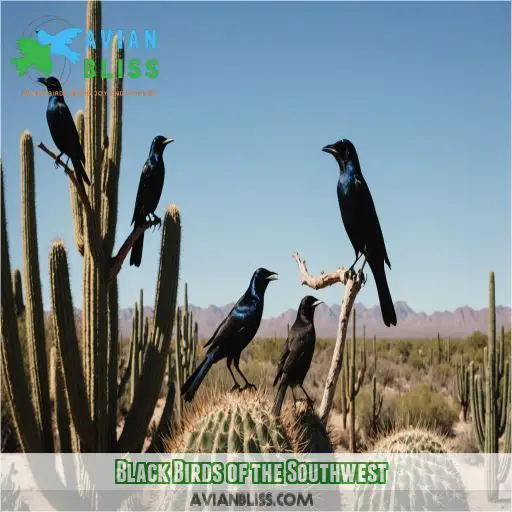 Black Birds of the Southwest