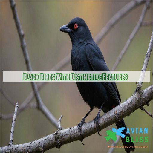 Black Birds With Distinctive Features