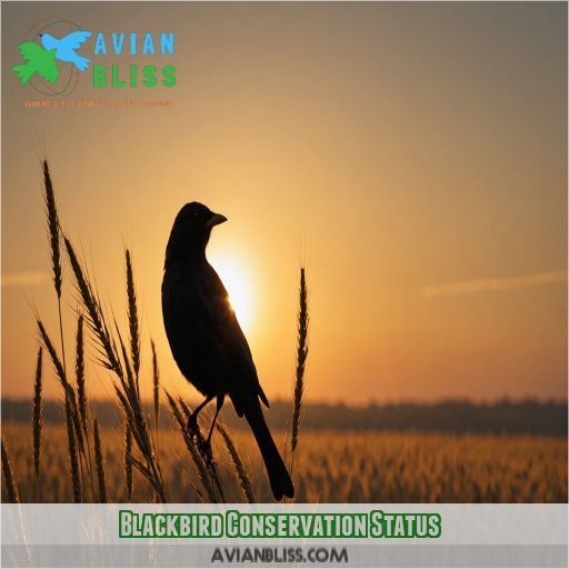 Blackbird Conservation Status