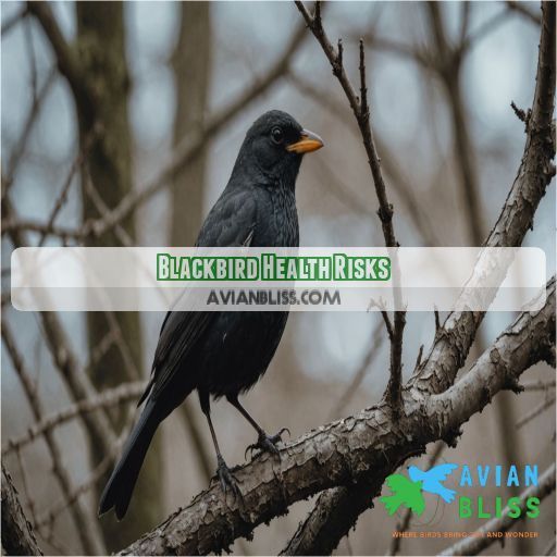 Blackbird Health Risks