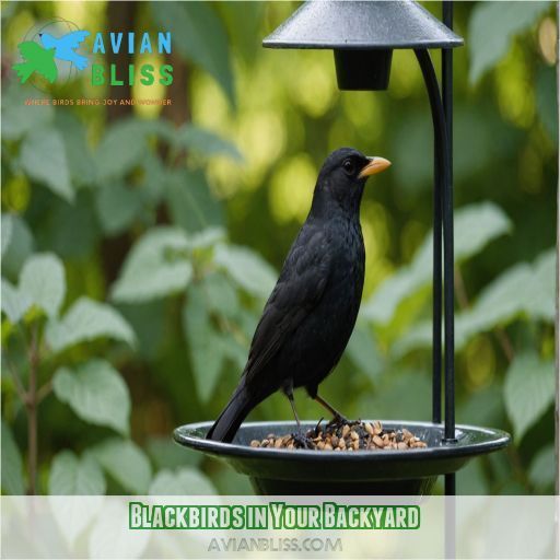 Blackbirds in Your Backyard