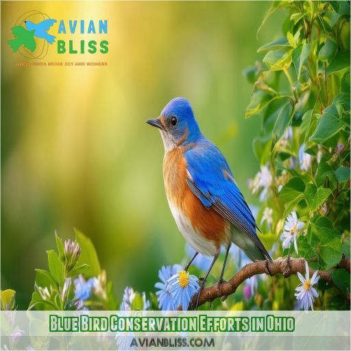 Blue Bird Conservation Efforts in Ohio