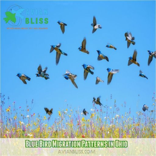 Blue Bird Migration Patterns in Ohio