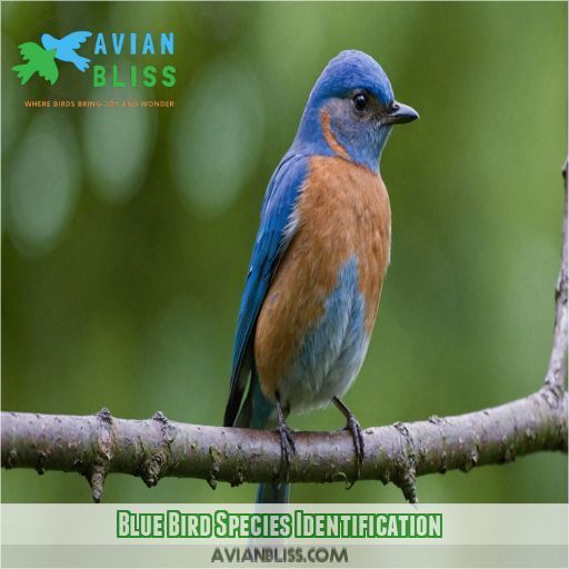 Blue Bird Species Identification