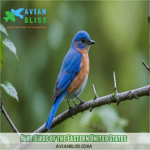 Blue Birds of the Eastern United States