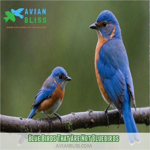 Blue Birds That Are Not Bluebirds