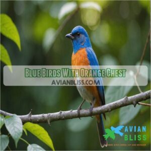 Blue Birds With Orange Chest