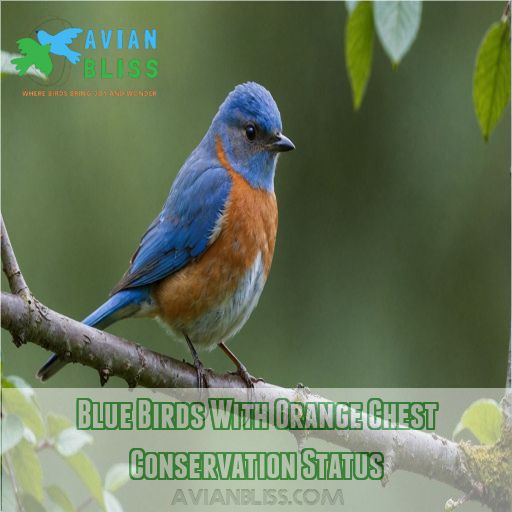 Blue Birds With Orange Chest Conservation Status