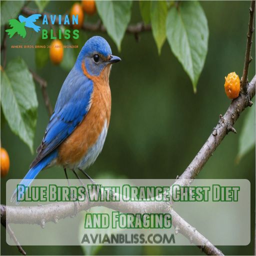 Blue Birds With Orange Chest Diet and Foraging