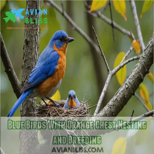 Blue Birds With Orange Chest Nesting and Breeding