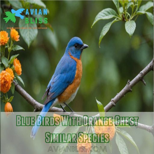 Blue Birds With Orange Chest Similar Species