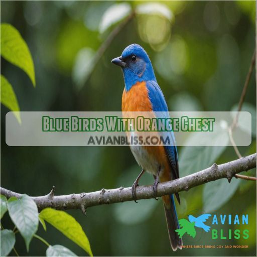 blue birds with orange chest