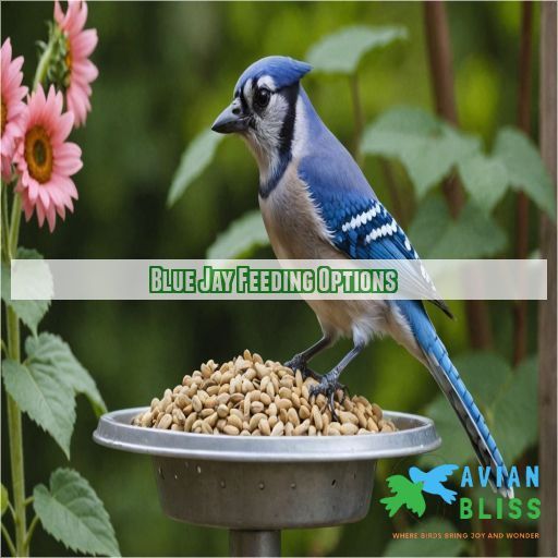 Blue Jay Feeding Options