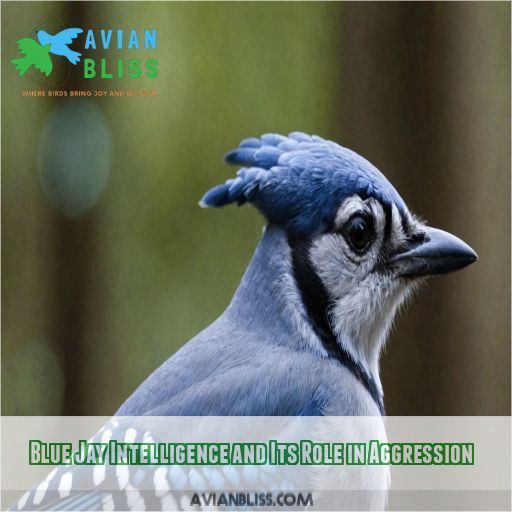 Blue Jay Intelligence and Its Role in Aggression