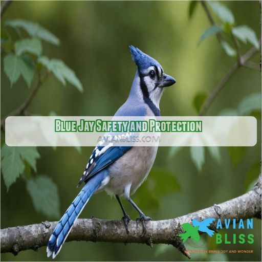 Blue Jay Safety and Protection