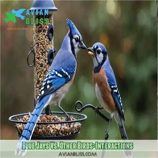 Blue Jays Vs. Other Birds: Interactions