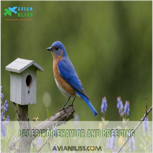 Bluebird Behavior and Breeding