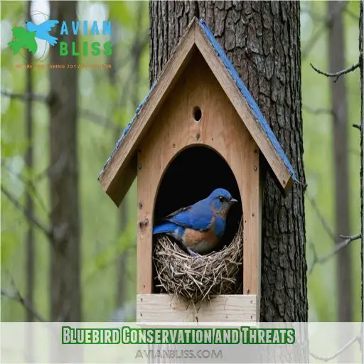 Bluebird Conservation and Threats