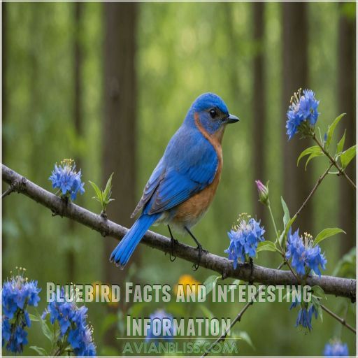 Bluebird Facts and Interesting Information