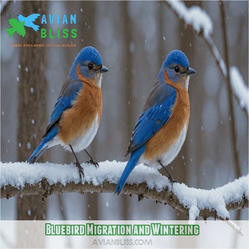 Bluebird Migration and Wintering